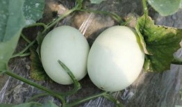 娱乐吃瓜酱玉,揭秘娱乐圈背后的故事与真相